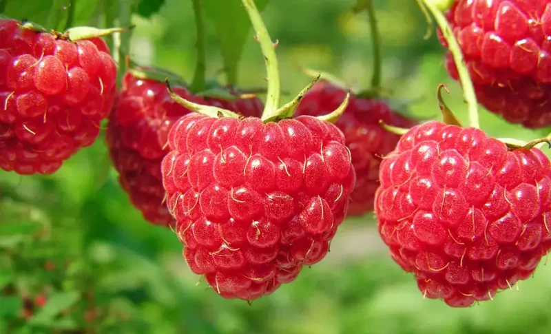  удивительных фактов о малине